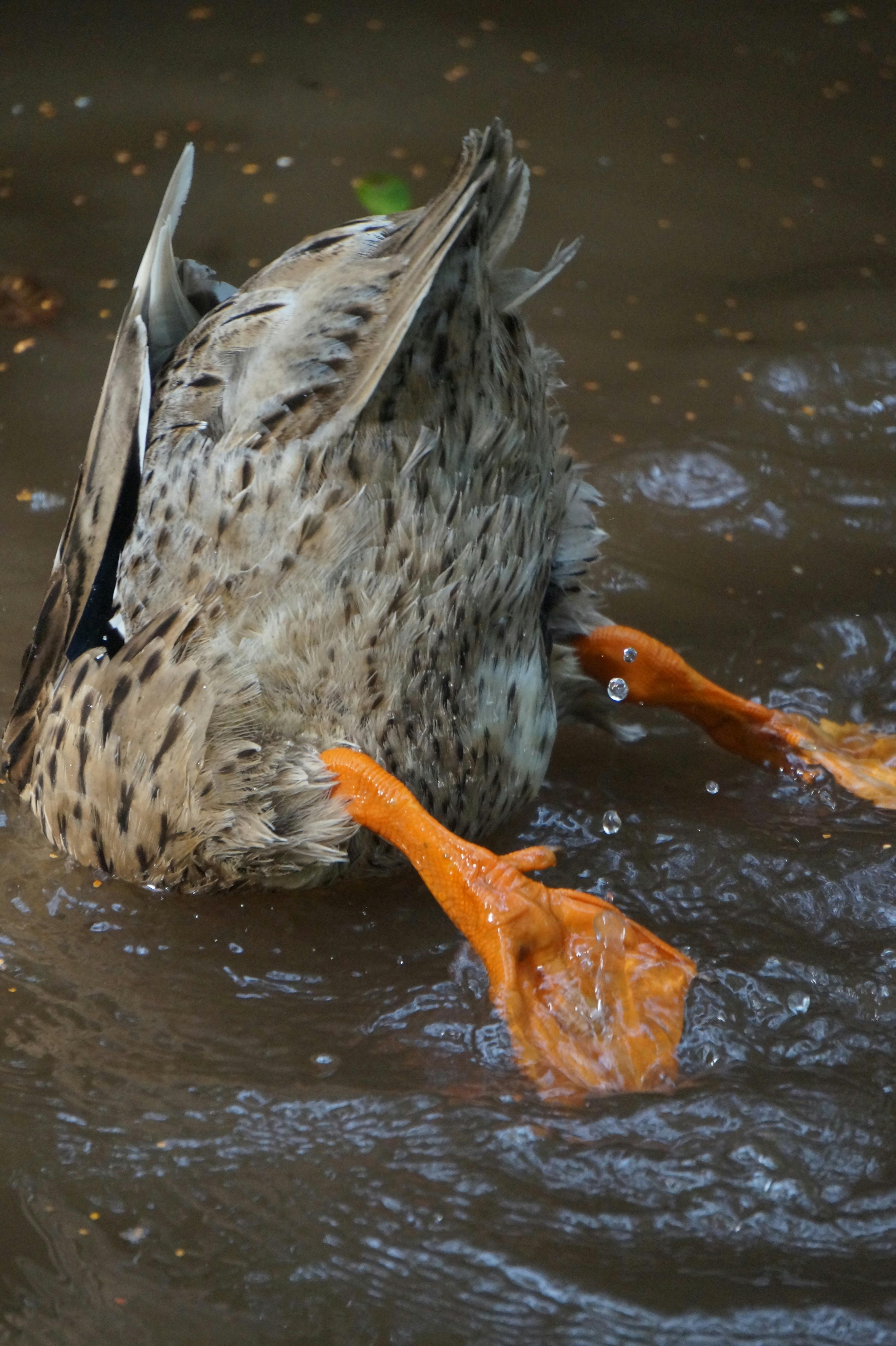 A duck diving into the water.