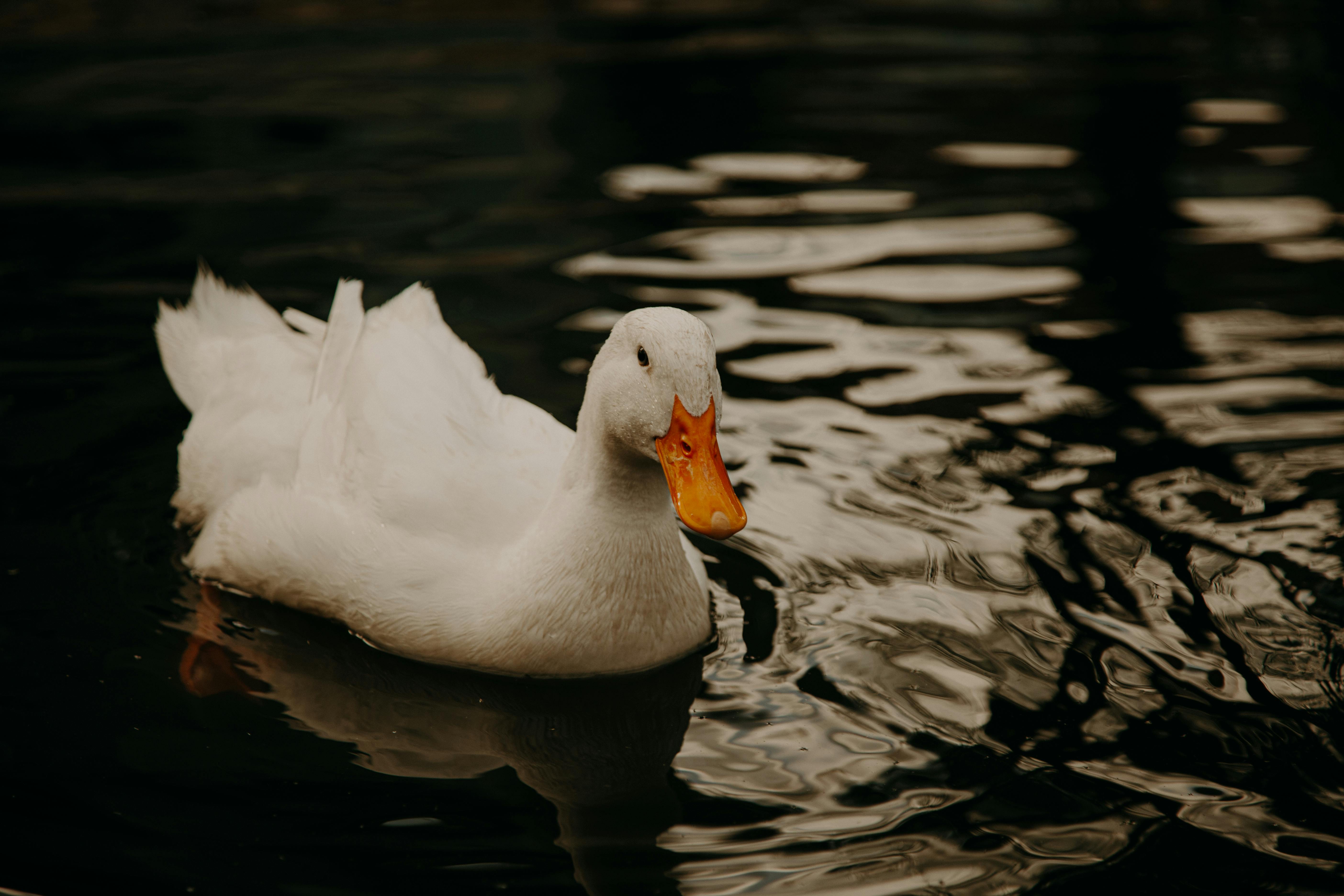 1 lone white duck on the water.