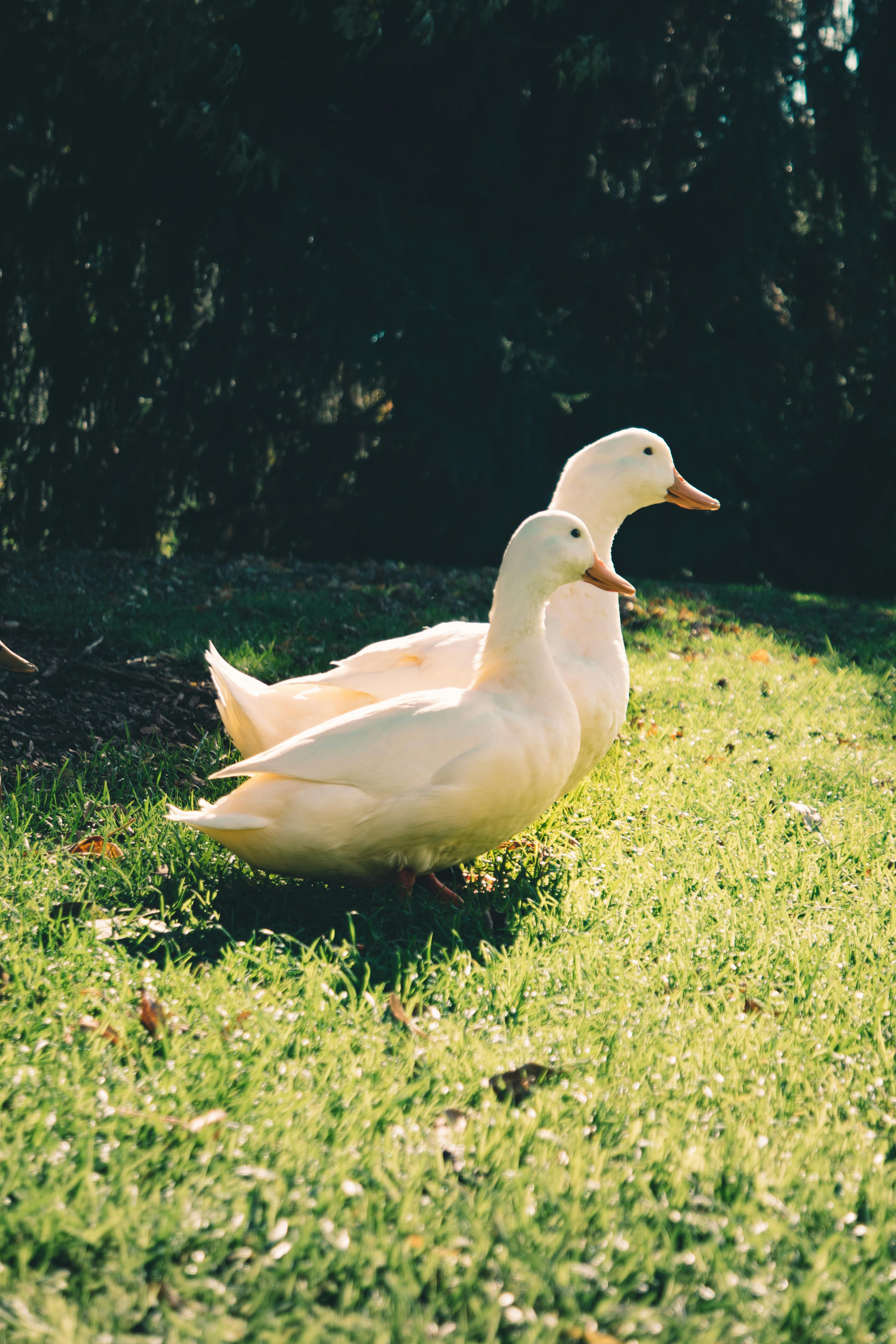 2 white ducks walking on grass.