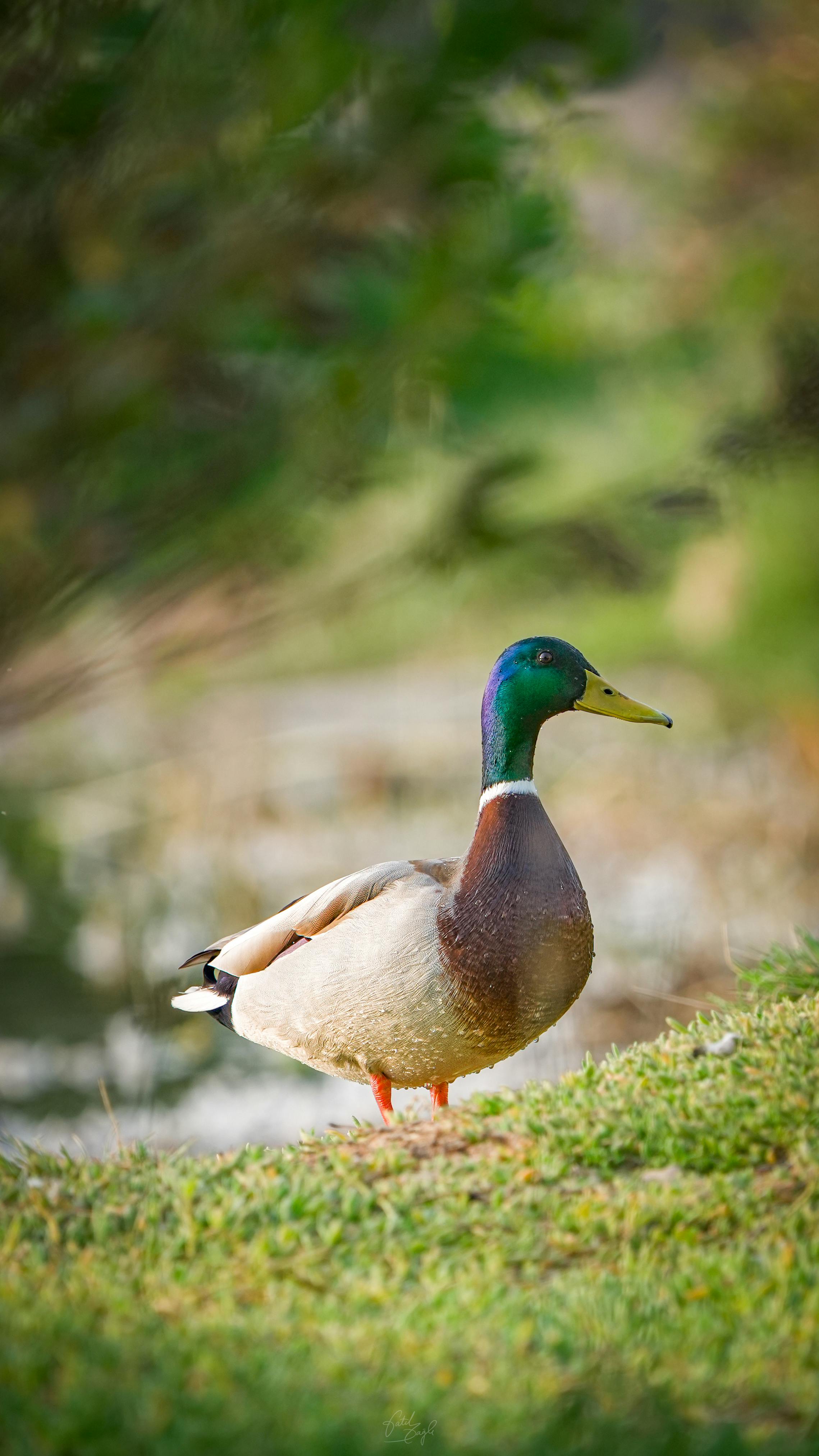 One duck standing on grass with water in the background.