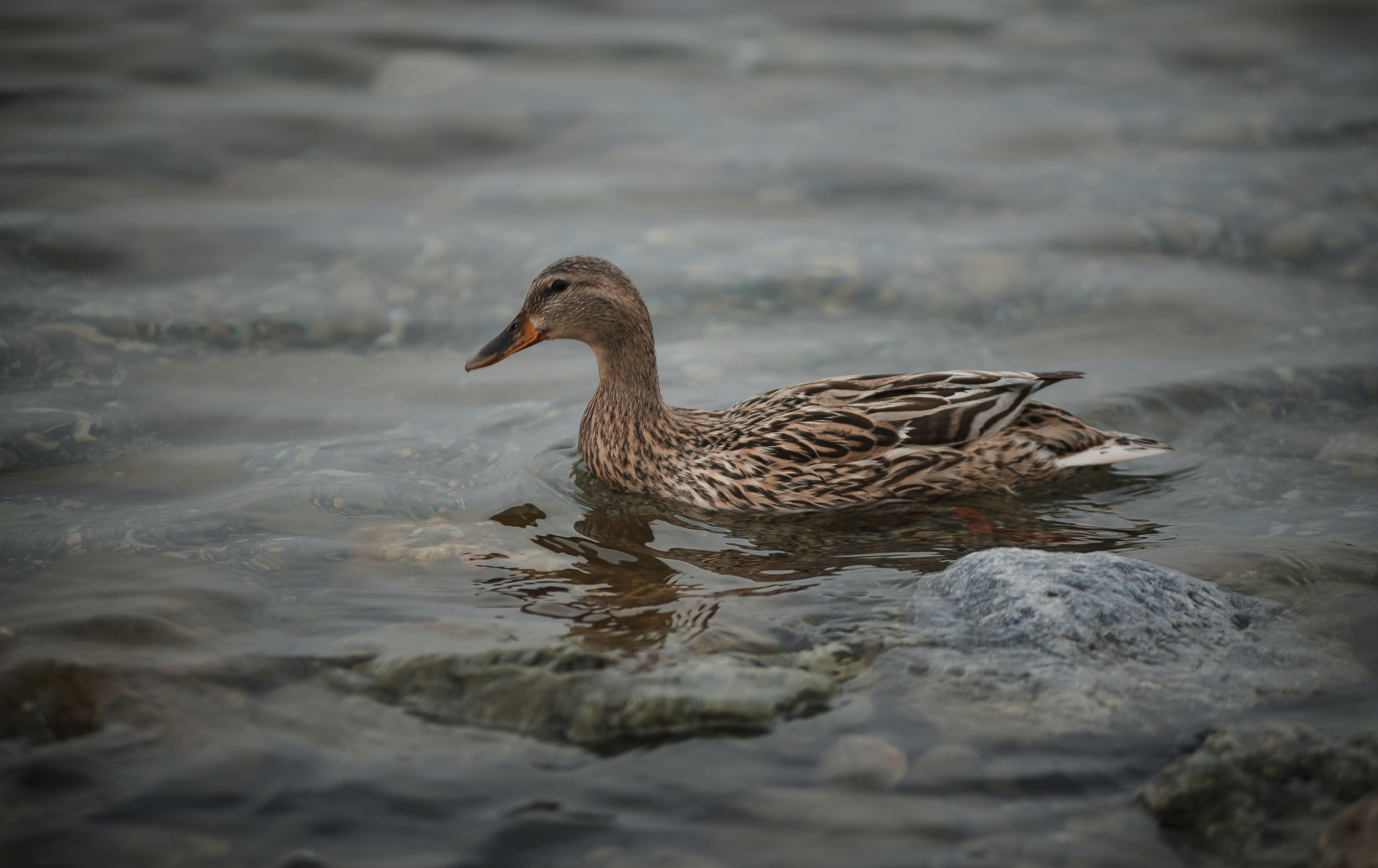 A duck in a body of water in a dark environment.