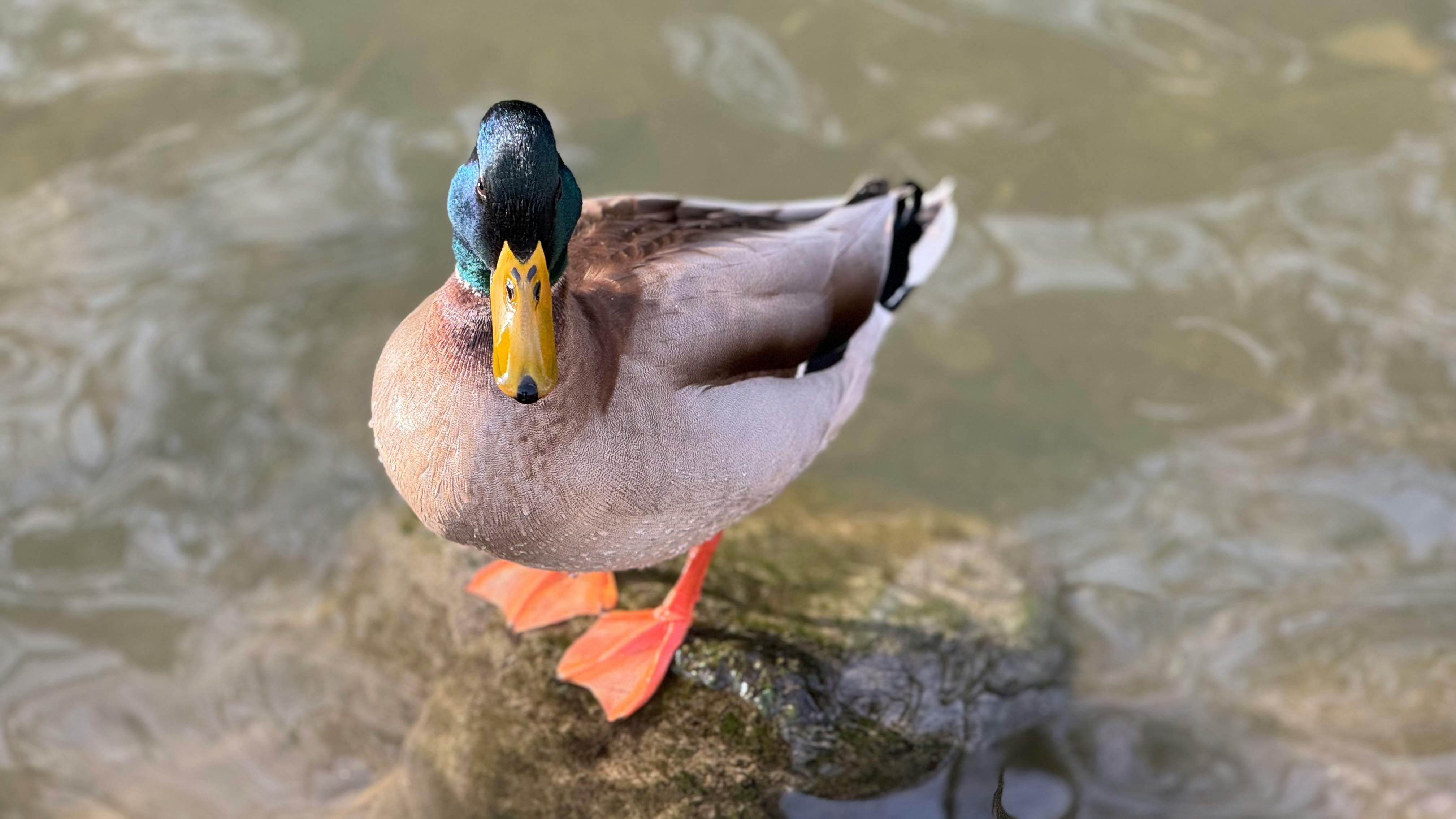 A duck standing on a rock.