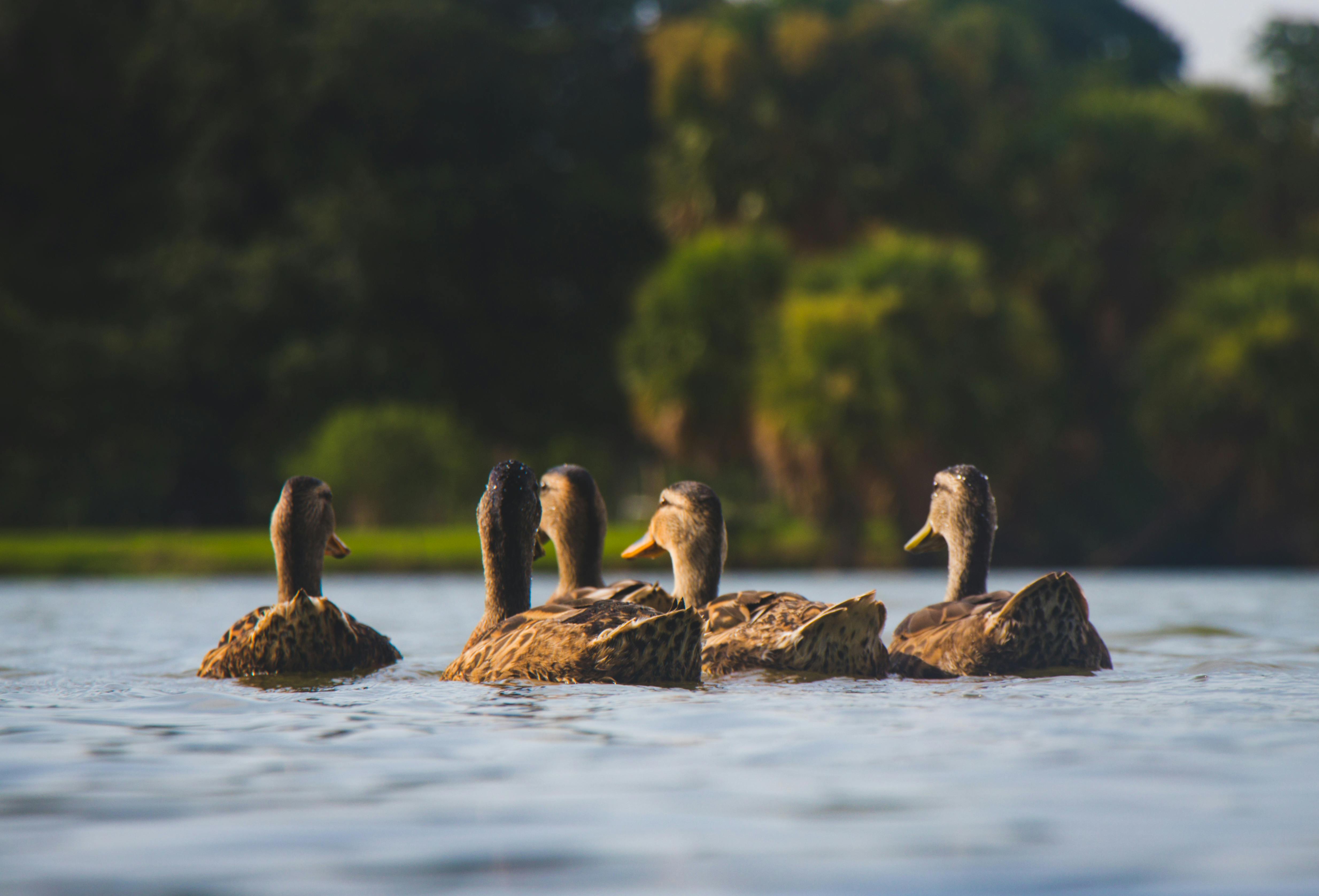 A group of ducks on water.
