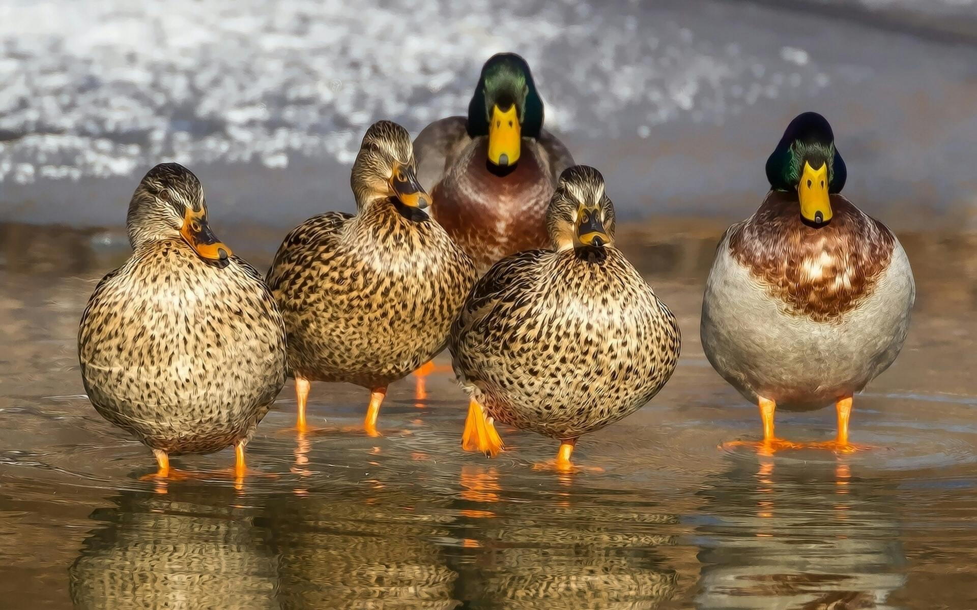A group of ducks standing in shallow water.