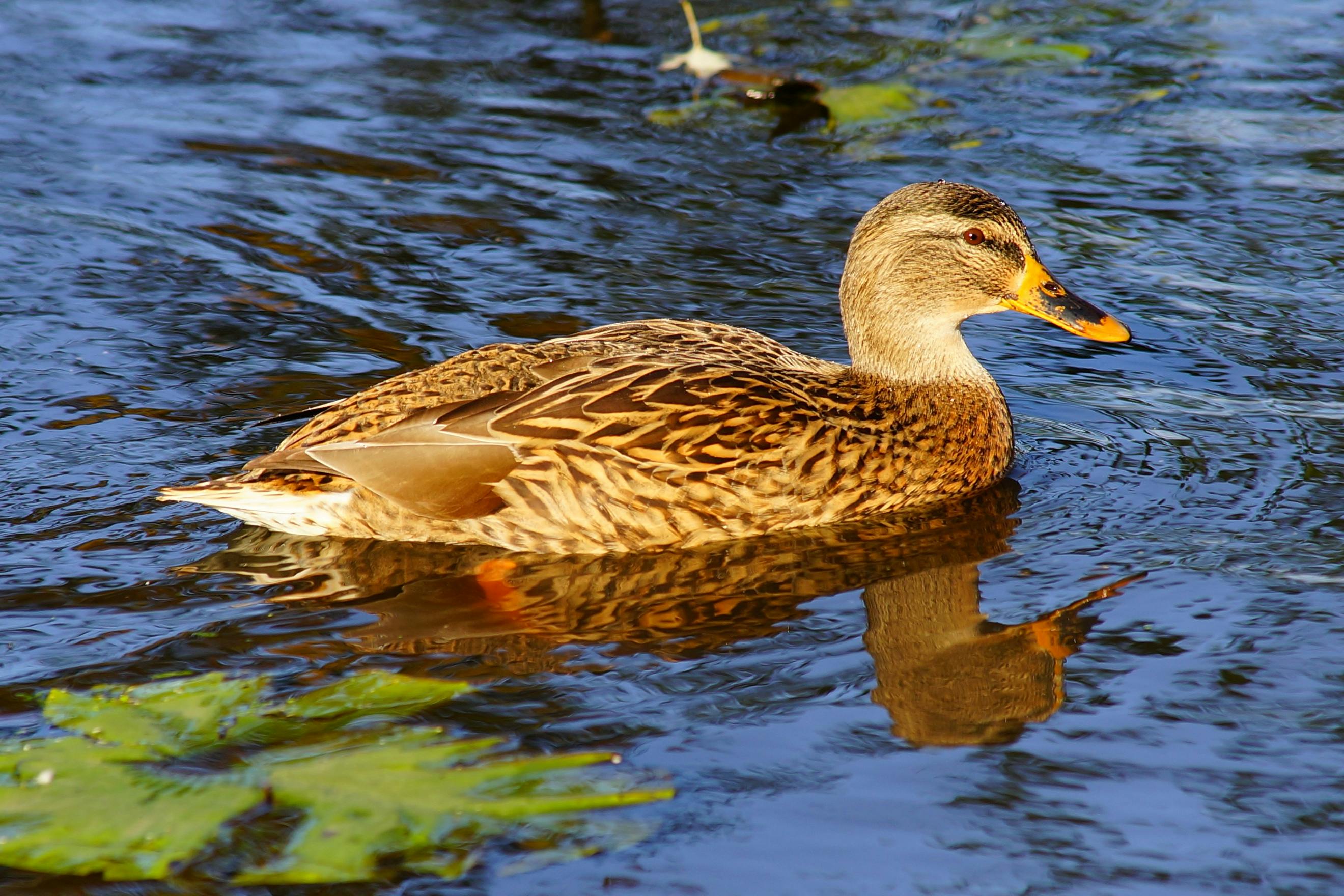 A lone duck floating in water with plants in the water's reflection.